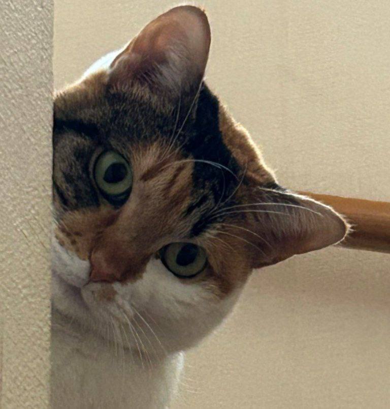 Mike the Cat looking curious